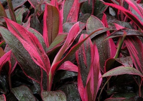 庭院的千年木图片 庭院的千年木图片