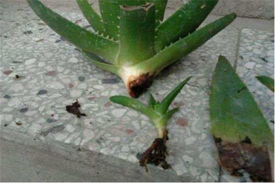 芦荟烂根后怎么补救？四个步骤成功救活芦荟
