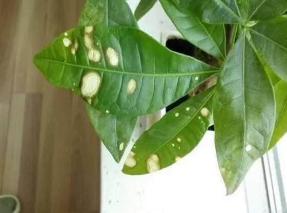 发财树叶片发黄有斑点怎么办，详解症状原因及