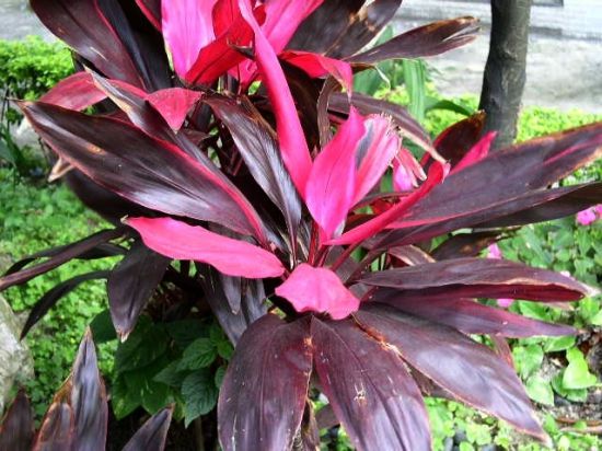 千年木实拍图片 千年木实拍图片