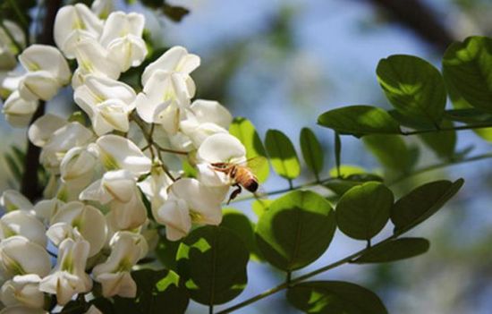 槐花太香引来蜜蜂了 槐花太香引来蜜蜂了