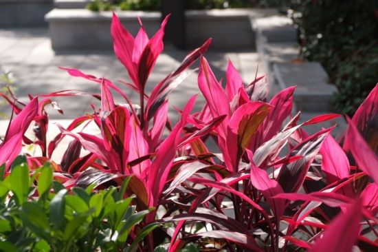 公园一角图片 公园一角图片