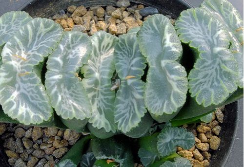 多肉植物玉扇(狮子舞) 多肉植物玉扇(狮子舞)