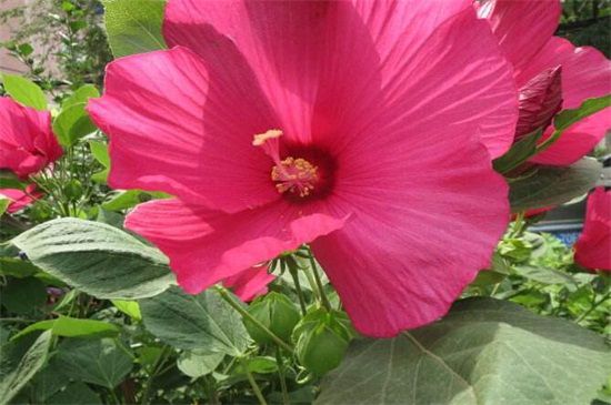 木菊花的叶子黄了怎么办？木菊花叶子变黄的六种解决方法