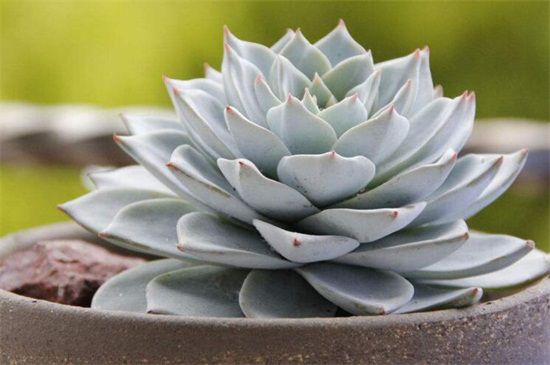 多肉花盆一般买多大口径的？比多肉直径大3～