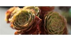 万圣节法师夏天怎么养