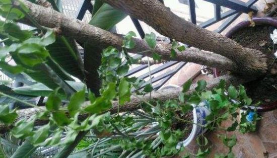 幸福树烂根 幸福树烂根