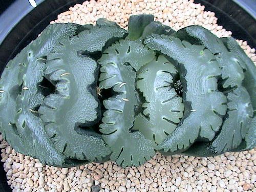 多肉植物玉扇(鬼岩城) 多肉植物玉扇(鬼岩城)