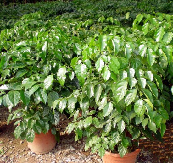 绿宝树的种植方法和注意事项 绿宝树的种植方法和注意事项