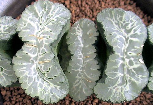 多肉植物玉扇(酒乐) 多肉植物玉扇(酒乐)