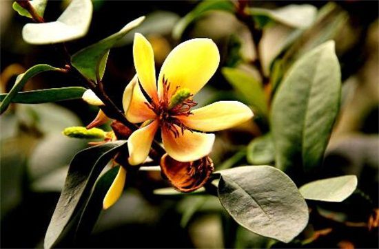 含笑花一年开几次花？含笑花花期在3～5月/一年