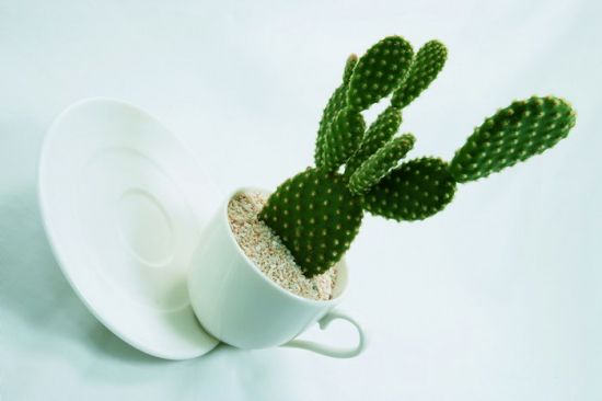 空气湿度对仙人掌类和多肉植物有何影响