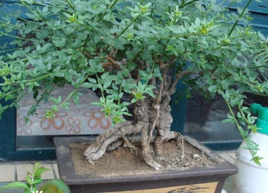 迎春花盆景 迎春花盆景