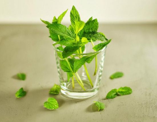 简直宝藏!家里怎么能少了盆薄荷 简直宝藏!家里怎么能少了盆薄荷