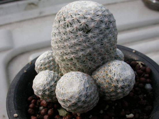 【图】多肉白鸟与银手指的区别 【图】多肉白鸟与银手指的区别