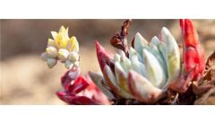 多肉发霉怎么办？多肉发霉的救治方法