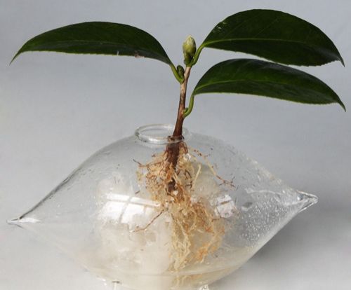 水扦插法嫁接 水扦插法嫁接