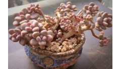 桃之卵和桃美人的区别，详解外形特征区分两者