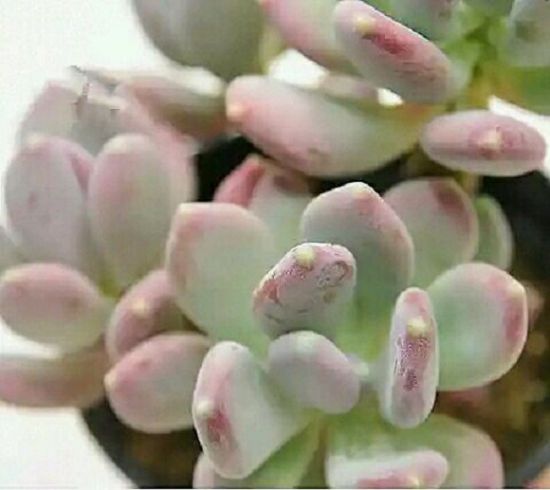 亚美奶酪 亚美奶酪