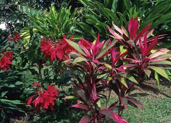 野外的千年木图片 野外的千年木图片