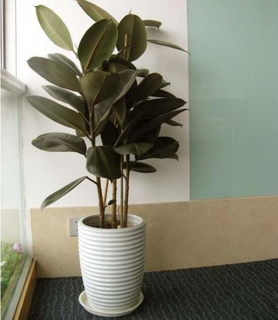 橡皮树不长新叶怎么办？4个步骤让你的橡皮树长