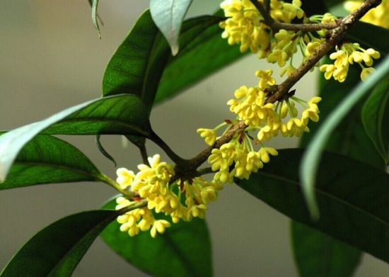 四季桂又叫月月桂 四季桂又叫月月桂