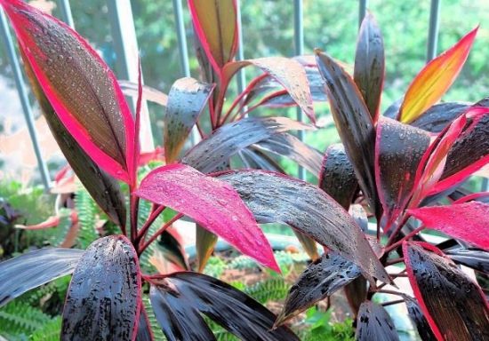 阳台上的千年木图片 阳台上的千年木图片