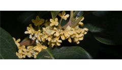 桂花的叶子边变焦了的原因