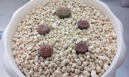 多肉生石花如何配土 多肉生石花如何配土