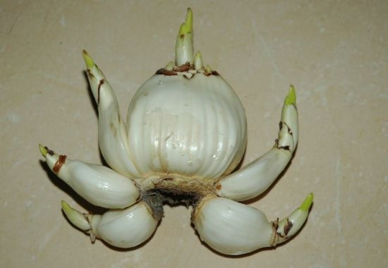水仙鳞茎 水仙鳞茎