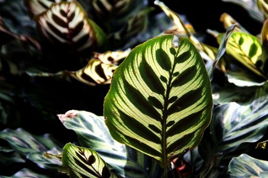 孔雀竹芋叶子特写 孔雀竹芋叶子特写
