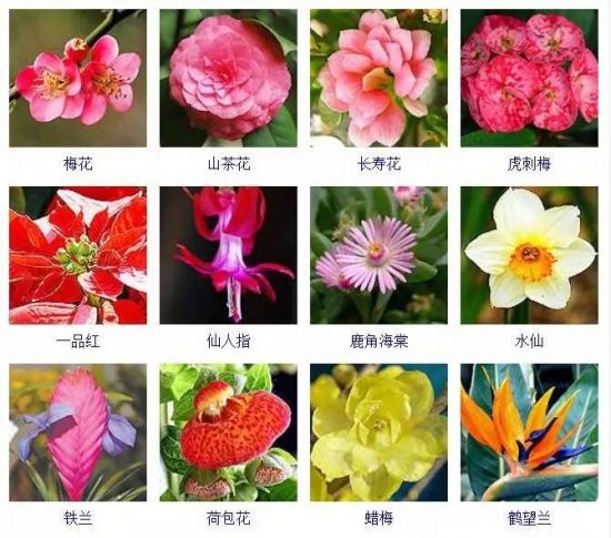 冬天开花的植物有哪些 冬天开花的植物有哪些