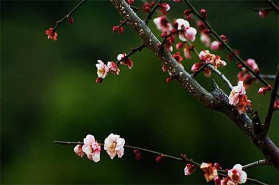 耐寒的梅花品种有哪些？盘点8大耐寒梅花品种