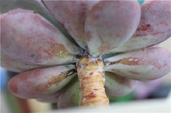 老叶叶柄刚开始感染烟煤病 老叶叶柄刚开始感染烟煤病