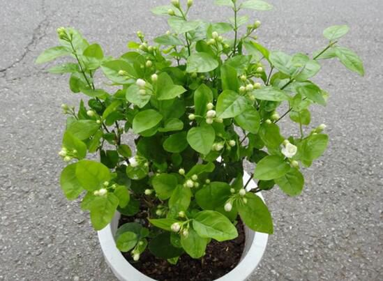 盆栽茉莉花怎么施肥？盆栽茉莉花施肥方法