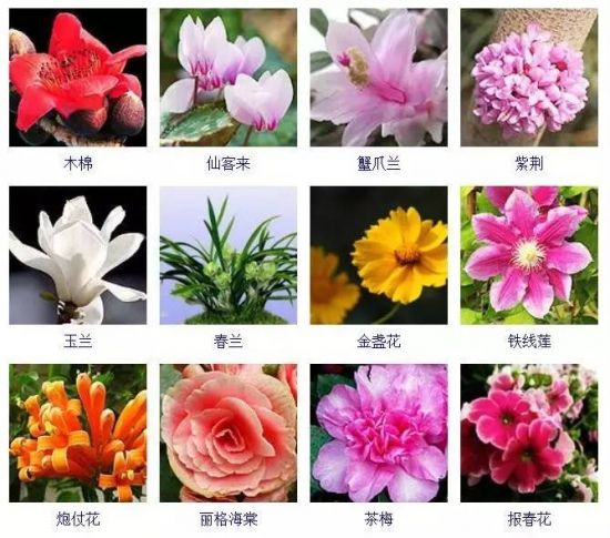 冬天开花的植物有哪些 冬天开花的植物有哪些