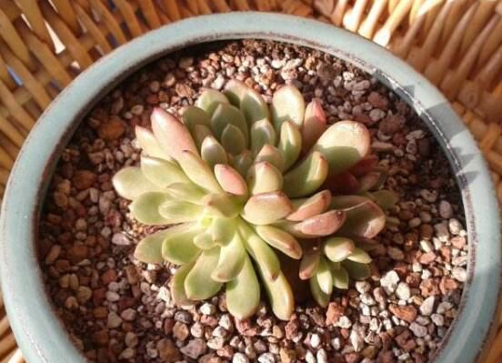 多肉葡萄叶皱是怎么办？只要适量浇水/保持盆土湿润