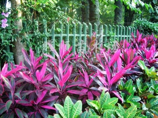 阳光下的千年木图片 阳光下的千年木图片