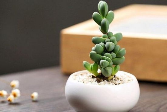 多肉植物怎样养新手入门篇