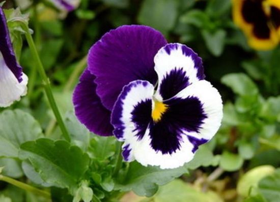 似蝴蝶的三色堇 似蝴蝶的三色堇