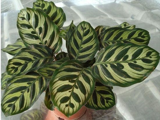 孔雀竹芋的盆栽 孔雀竹芋的盆栽