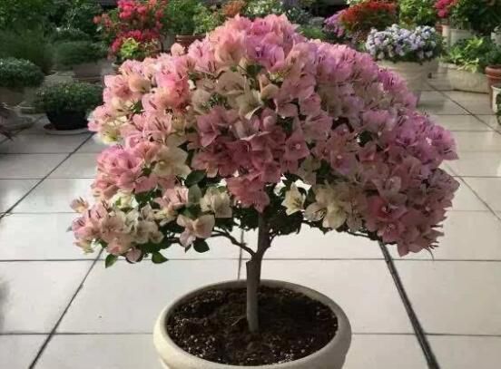 三角梅从小怎样造型？勤修剪和绑扎教你打造完