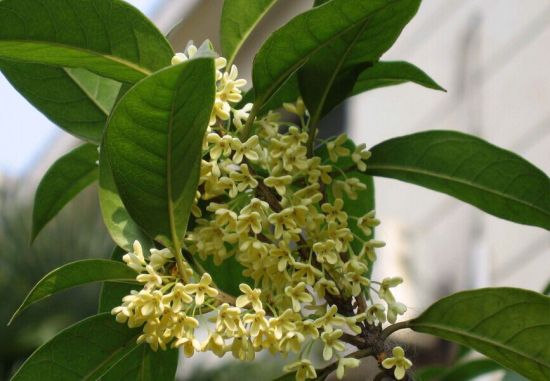 开花热闹的四季桂 开花热闹的四季桂