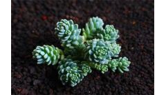 姬星美人怎么浇水？姬星美人四季浇水方法