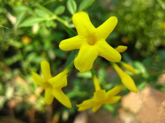 迎夏花欣赏图 迎夏花欣赏图