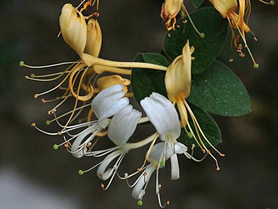 金银花刚摘的能喝吗,可以喝/清热解毒又可提高免疫力