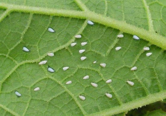 怎样防治白粉虱