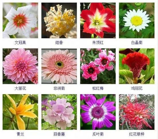 冬天开花的植物有哪些 冬天开花的植物有哪些