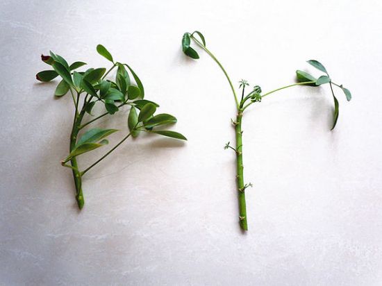 鸭脚木待扦插枝条 鸭脚木待扦插枝条