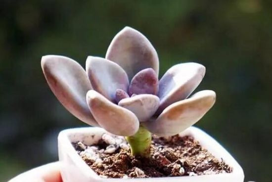 多肉植物怎样养(新手入门篇) 多肉植物怎样养(新手入门篇)